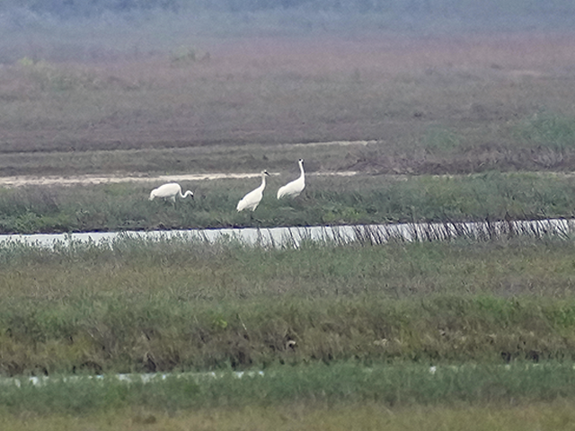 Whooping Cranes by Alan Lenk